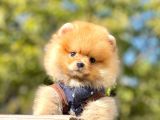 Pomeranian