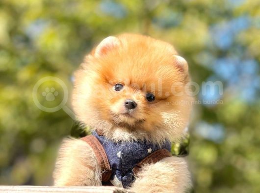 Pomeranian
