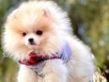 Pomeranian Boo'Larımız