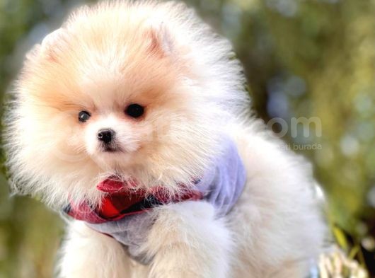 Pomeranian Boo'Larımız görsel