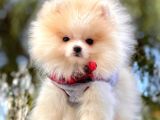 Pomeranian Boo'Larımız