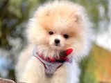 Pomeranian Boo'Larımız