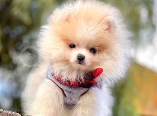 Pomeranian Boo'Larımız görsel
