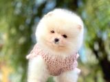 Pomeranian Boo Yavruları