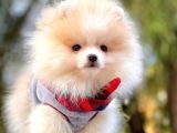 Pomeranian Boo'larımız