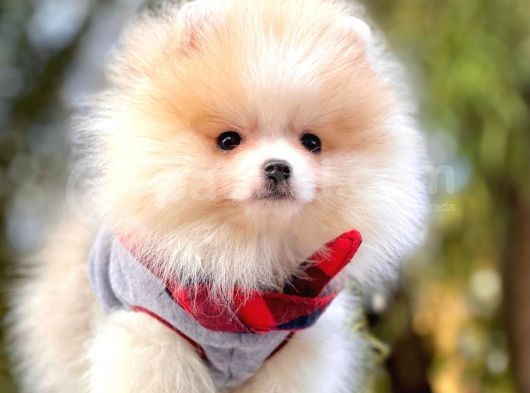 Pomeranian Boo'Larımız