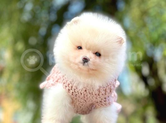Pomeranian Boo Yavrular görsel