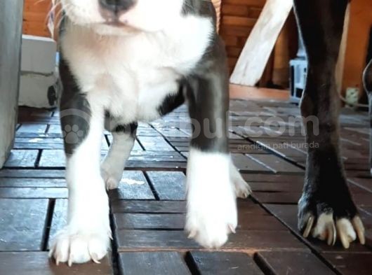 Dişi Bluenose görsel