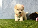 Maltipoo Mix Irk Garantili Yavrular