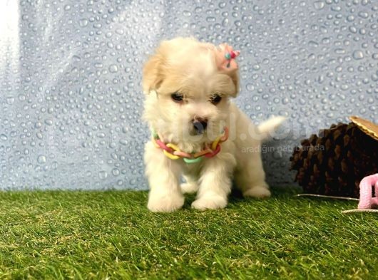 Maltipoo Mix Irk Garantili Yavrular görsel