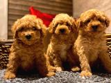 Safkan Toy Poodle Yavrularımız