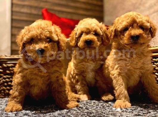 Safkan Toy Poodle Yavrularımız görsel