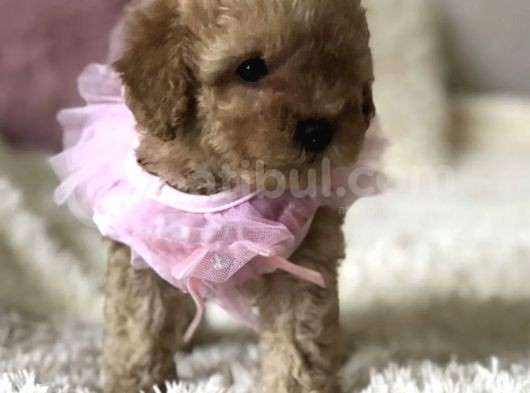 Red Apricot Dişi Erkek Toy Poodle Yavrular görsel