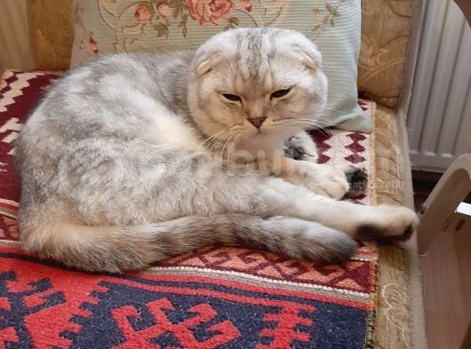 Poncik Oğlan görsel
