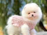 Pomeranian Boo Yavrular