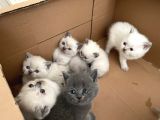 Safkan British Shorthair Blue Point