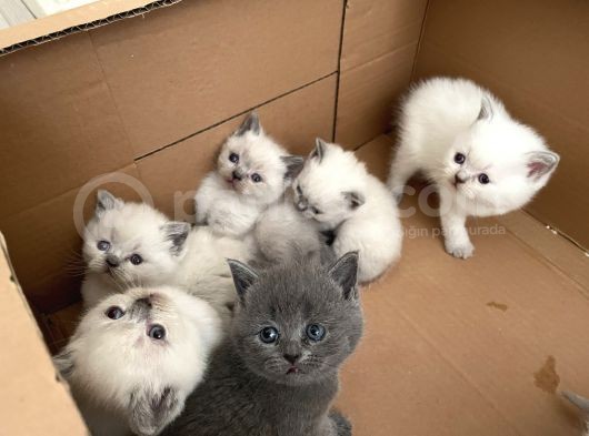 Safkan British Shorthair Blue Point görsel