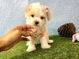 Maltipoo Mix Irk Garantili Yavrular