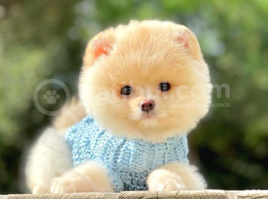 Safkan Ayı Surat Pomeranian Boo Yavrularımız görsel