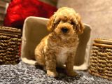 Safkan Toy Poodle Yavrularımız