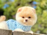 Safkan Ayı Surat Pomeranian Boo Yavrularımız
