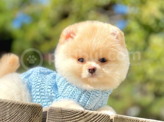 Safkan Ayı Surat Pomeranian Boo Yavrularımız görsel