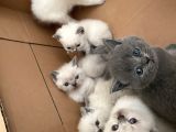 Safkan British Shorthair Blue Point