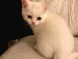 British Shorthair Yavru