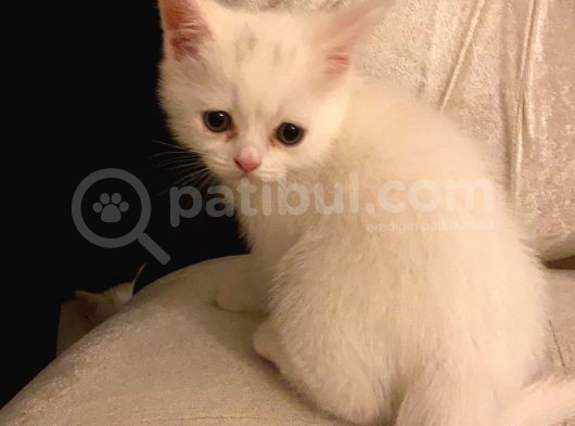 British Shorthair Yavru görsel
