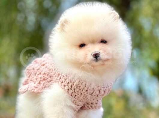 Pomeranian Boo Yavrular