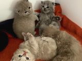 Scottish Fold