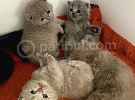 Scottish Fold görsel