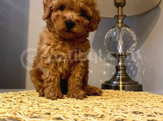 Safkan Toy Poodle Yavrularımız