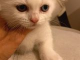 British Shorthair Yavru