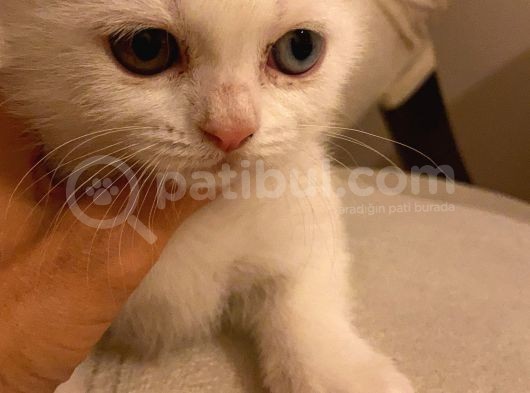 British Shorthair Yavru görsel