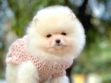 Pomeranian Boo Yavrular