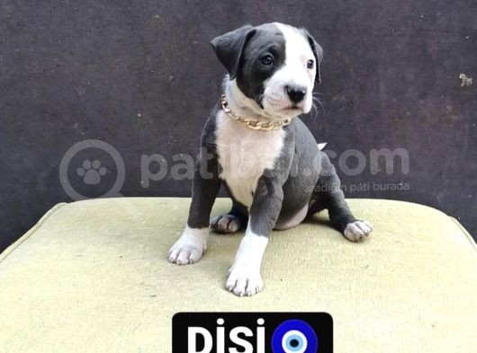 Safkan Ameri̇kan Staff Pi̇tbulll görsel