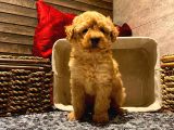 Safkan Toy Poodle Yavrularımız