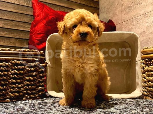 Safkan Toy Poodle Yavrularımız görsel