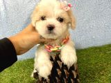 Maltipoo Mix Irk Garantili Yavrular