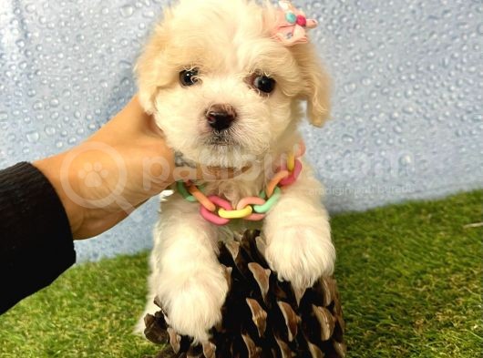 Maltipoo Mix Irk Garantili Yavrular