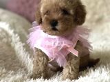 Red Apricot Dişi Erkek Toy Poodle Yavrular