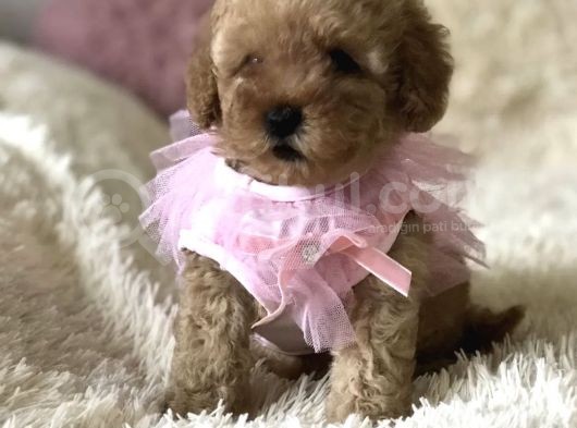 Red Apricot Dişi Erkek Toy Poodle Yavrular