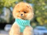 Safkan Ayı Surat Pomeranian Boo Yavrularımız