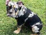 Özel Renk Three Merle French Bulldog