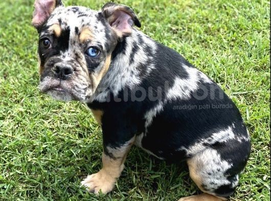 Özel Renk Three Merle French Bulldog