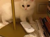 British Shorthair Yavru