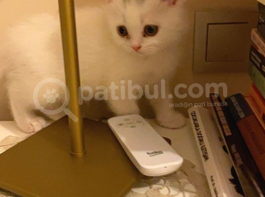 British Shorthair Yavru görsel
