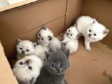 Safkan British Shorthair Blue Point