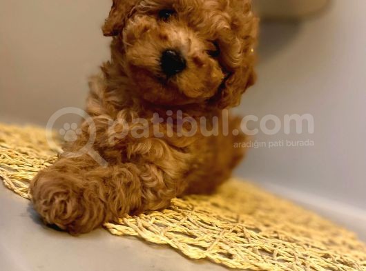 Safkan Toy Poodle Yavrularımız görsel
